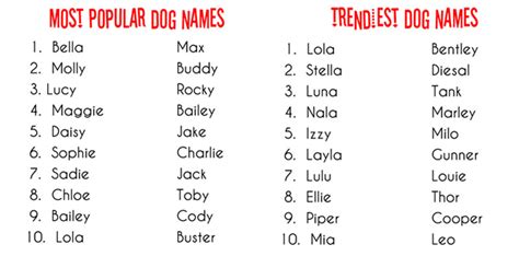 Puppy Cute Boy Puppy Names