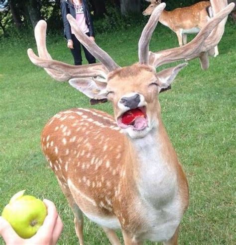 Deer Eating An Apple And Looking Quite Happy Justpost Virtually Entertaining