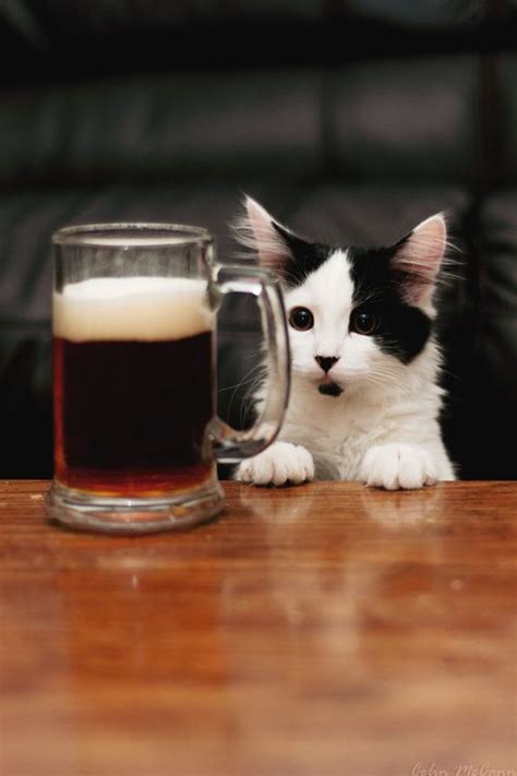 1000 Images About Pets A Cold Beer On Friday Night On Pinterest