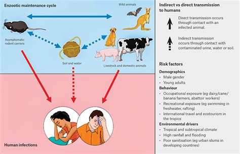 Can Leptospirosis Be Transmitted From Dog To Human