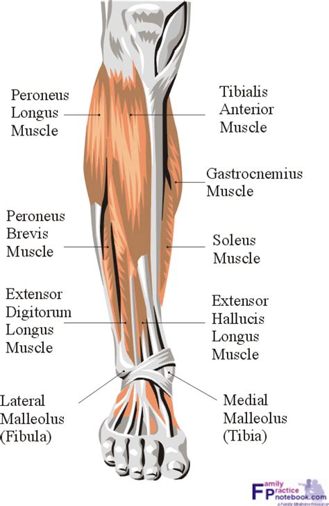 Calf Anatomy