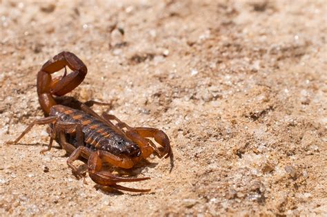 Hot Dry Summer Has Scorpions In Texas Heading Indoors Texas Aandm Today