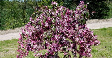 Dwarf Flowering Crabapple Trees Zone 5 Trees Safe For Septic Systems