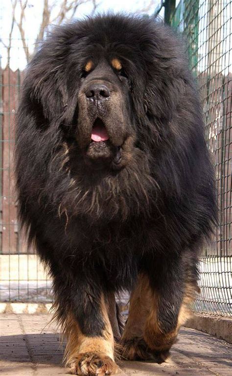 Tibetan Mastiff Dog Breeds