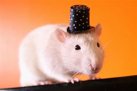 Here are some pet fancy rats and possibly a mouse or two. I love ratties!!! NEWS YEARS? | Rats, What is cute, Hats ...