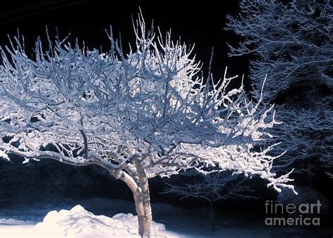 Snow Covered Tree At Night Photograph By Hd Connelly