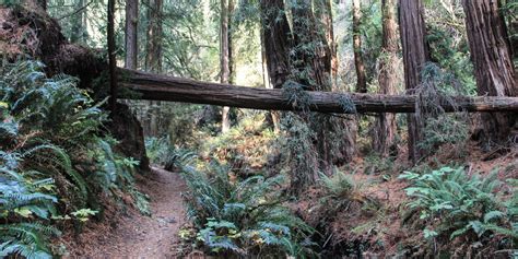 Steep Ravine Trail To Dipsea Trail Loop Outdoor Project