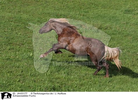 jh  schwarzwaelder fuchs black forest horse bilder fotos tierfotoagentur bildagentur