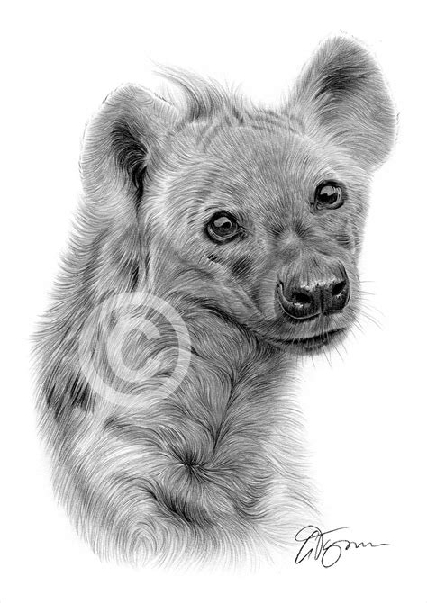 Spotted Hyena Pencil Drawing Print Wildlife Art Artwork Etsy Uk
