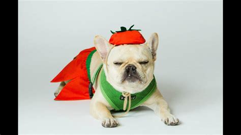 This french bulldog looked terrifying while running round in a chucky costume. Hammie the French Bulldog Does Tricks In Pumpkin Costume ...