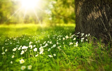 Flowers Meadow Sunlight Free Stock Photo On Pixabay Pixabay