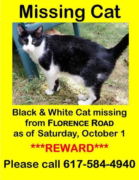 Have You Seen This Waltham Cat Waltham Ma Patch