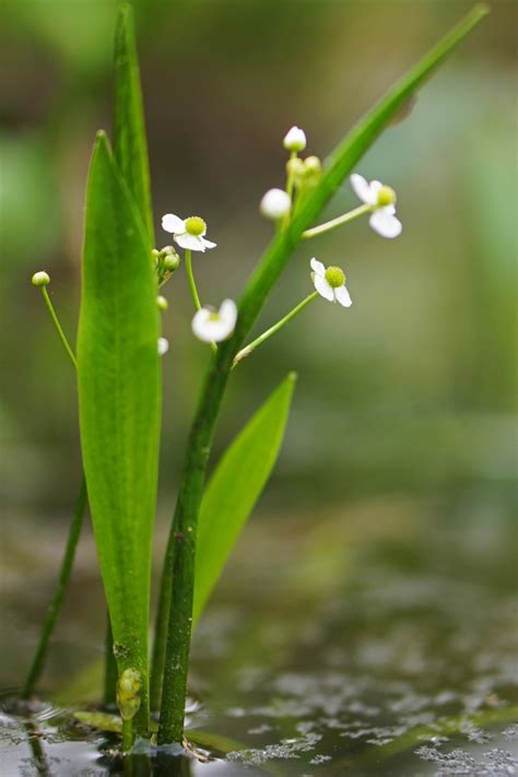 Sagittaria Fasciculata Bunched Arrowhead Duck Potato Indian Potato