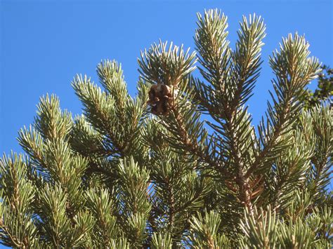 Trees Of Santa Cruz County Pinus Cembrioides Pinyon Pine