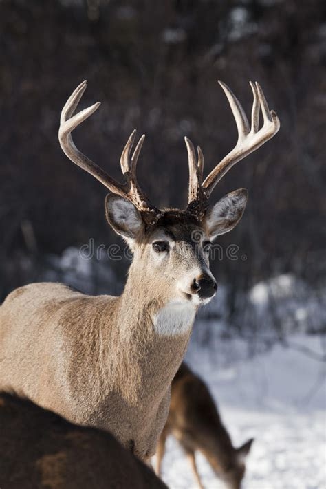 240 Whitetail Deer Free Stock Photos Stockfreeimages Page 3