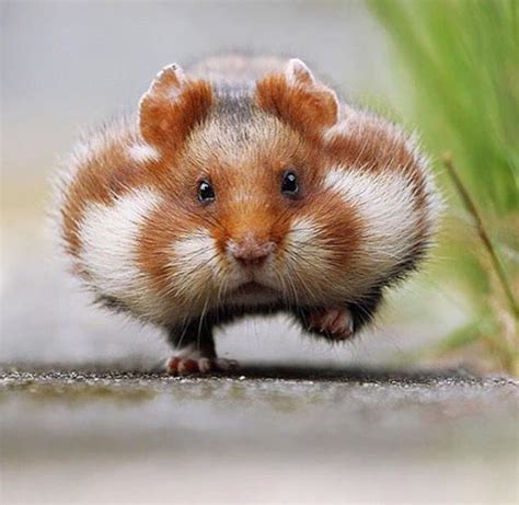 Pin By Kim Keemer On Pets Cute Hamsters Cute Animals Hamster