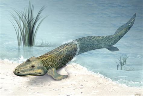 Fossils Revealed The Evolution Of Fish Fins Into Limbs