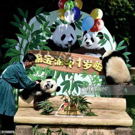 Twin Giant Pandas Celebrate 1st Birthday In Chongqing Imagens E