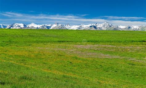 The Summer Grassland With Wild Flowers And Snow Mountains Stock Photo
