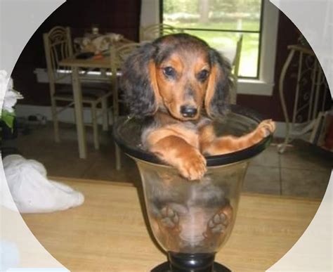 More ideas from help me find my puppy 101. Just a puppy in a glass : Dachshund
