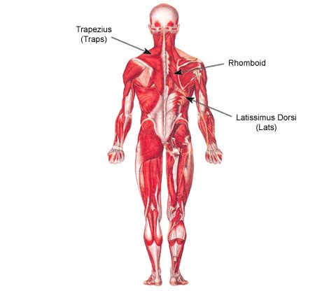 The muscular system is responsible for movement in collaboration with the nervous system to form impulses for motion. Weight Lifting: Back - Exercises For A Thicker, Muscular ...
