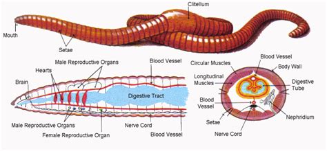 Label an earthworm diagram parts of an earthworm animal diagrams earthworm labeled parts abcteach worm diagram labeled worksheet. Earthworm Quotes. QuotesGram