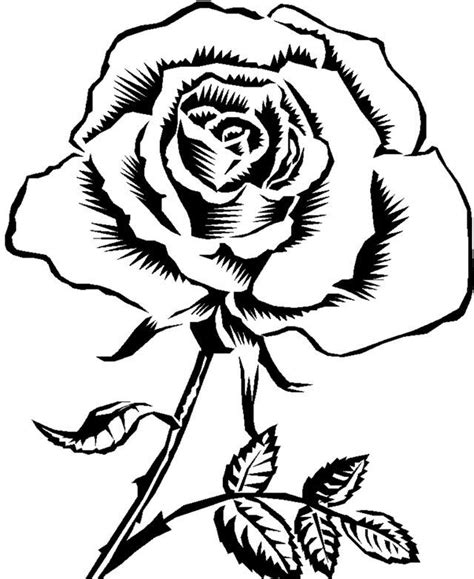 Cara Membuat Sketsa Bunga Mawar 10 Koleksi Gambar