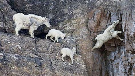 Goats Climbing On A 160 Foot Tall Dam In Italy Discovery Animal