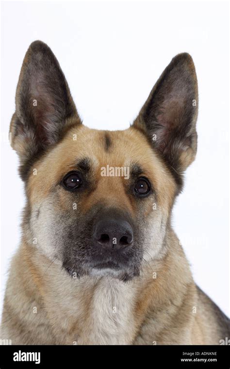 German Shepherd Dog Alsatian Stock Photo Alamy