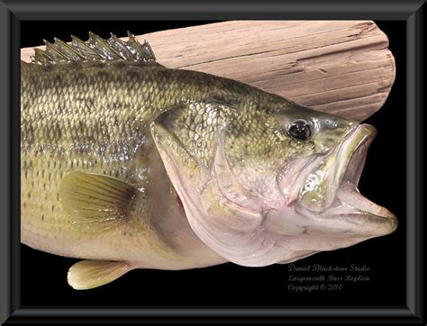 Largemouth Bass Fiberglass Fish Replicas And Reproductions