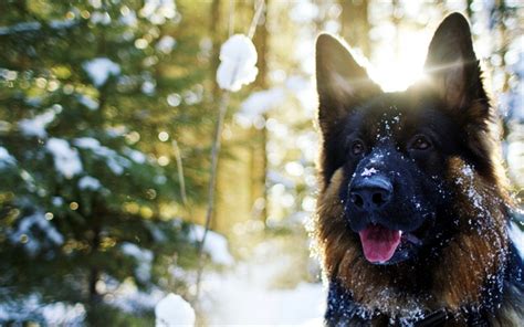 Download Wallpapers German Shepherd 4k Dogs Pets Winter Cute