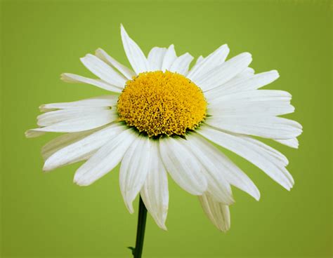 Oxeys Daisies Daisy Free Stock Photo Freeimages