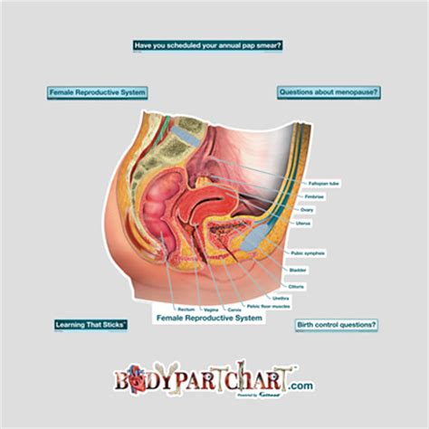 We hope you learned something new. Female Reproductive System - Labeled - BodyPartChart ...