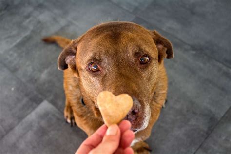What Are The Healthiest Dog Treats