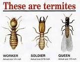 Types Of Termite Protection Images