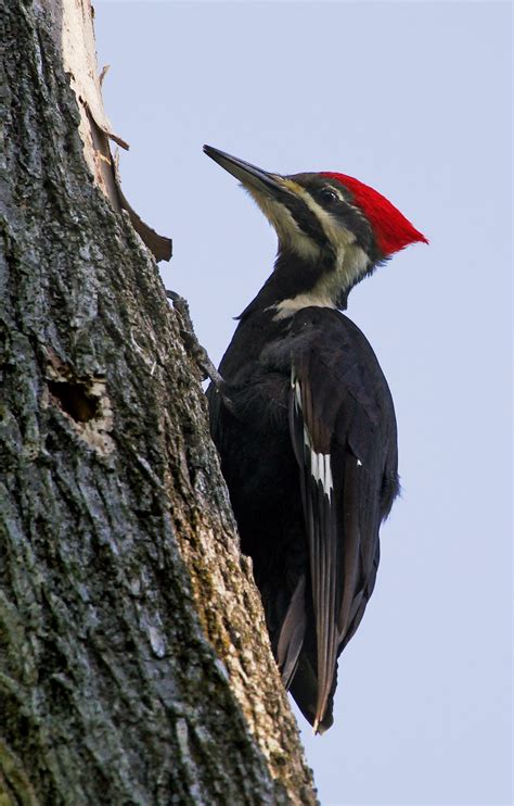 Hannibal's Animals: Pileated Woodpecker - Female
