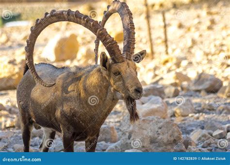 Mountain Goat Close Up Big Horn Stock Image Image Of Caprinae