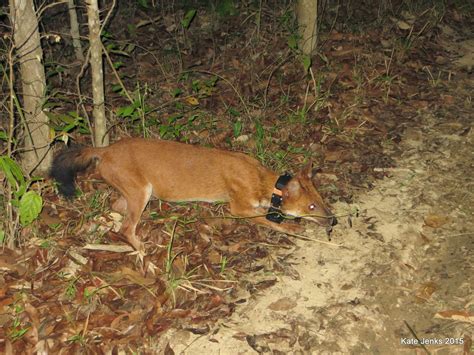 To Save The Elusive Dhole Cameras Gps Collars And Lots Of Determination Conservation Earth