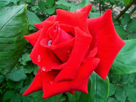 Jenis Jenis Bunga Manfaat Bunga Mawar Untuk Kesehatan
