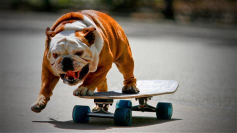Skateboarding Dogs 🐶🐕amazing Skateboarding Dogs Epic Life Youtube