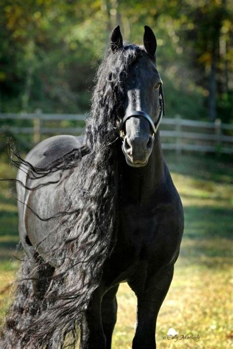 Friesian Black Horse Stallion Dressage Baroque With Images Horses