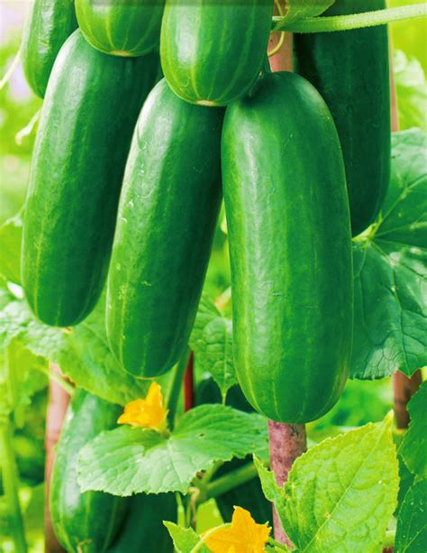 Cucumber Patio Snacker Seed My Plant Warehouse Indoor Plants Warehouse