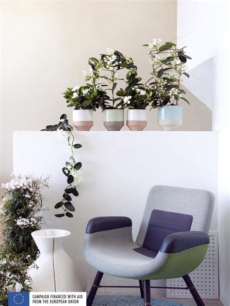 White Fragrant Plants The Houseplants For March The Joy Of Plants