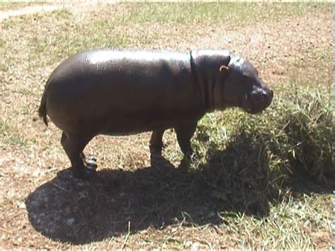 Choeropsis Liberiensis Pygmy Hippopotamus Pygmy Hippopot Flickr