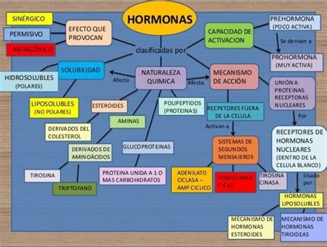 Mapa Conceptual De Las Hormonas Femeninas Por Faaaa Si No Sabes No