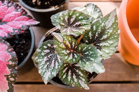 Caring For Begonias In Pots However Growing Petunias In Pots