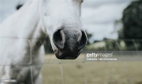 Black Horse Tail Photos And Premium High Res Pictures Getty Images