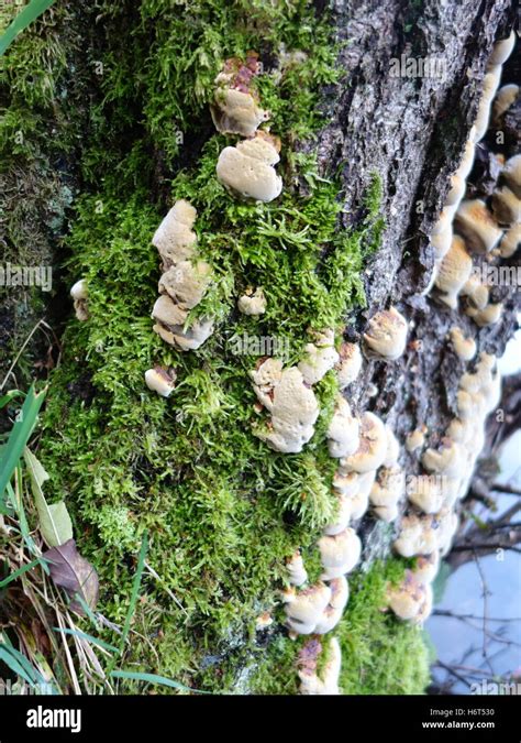 Fungus And Moss Growing On An Old Tree Stump Stock Photo Alamy