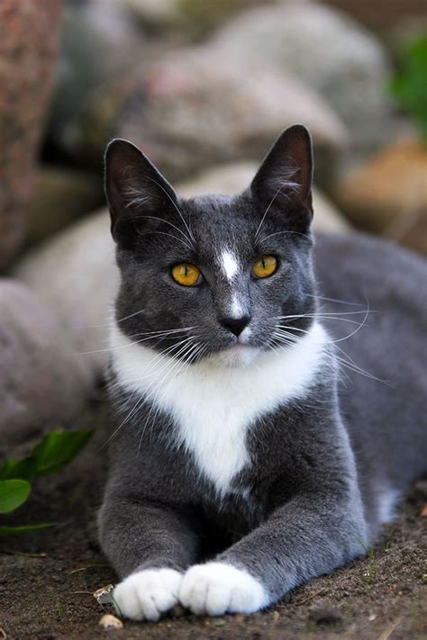 29 Best Images About Grey Tuxedo Cats On Pinterest Cats