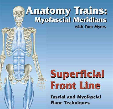 Superficial Front Line Fascial And Myofascial Plane